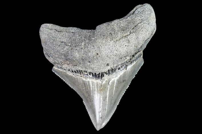 Serrated, Juvenile Megalodon Tooth - Georgia #111632